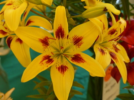 Foto: Dr. Peter Müller